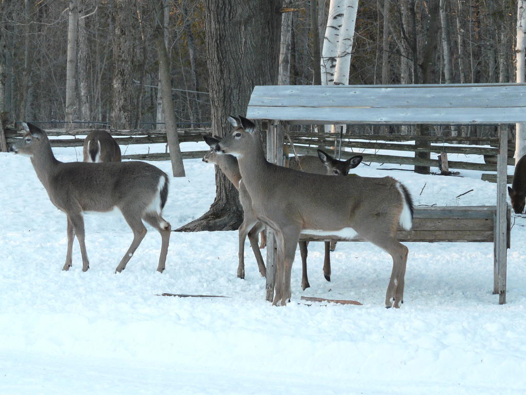 Auberge Des Gallant Rigaud Exteriér fotografie