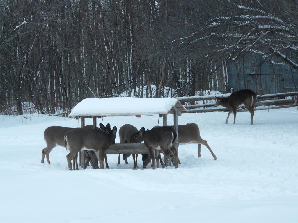 Auberge Des Gallant Rigaud Exteriér fotografie
